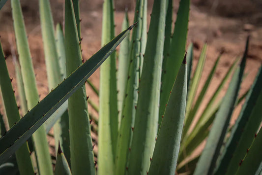 The Different Production Methods of Mezcal: What’s the Difference?